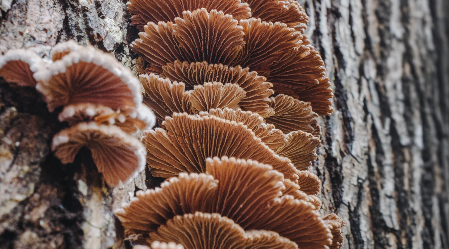 Pilze an Baum, nachhaltige Bestattung